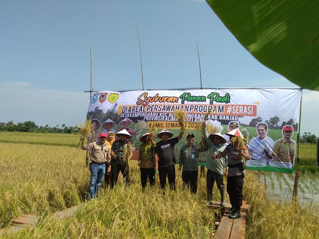 Panen Padi di Beruntung Baru, Peresmian SP3T Desa Salat Makmur